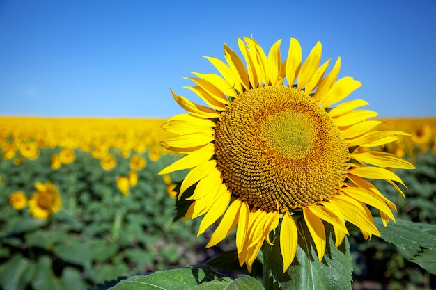 Plantação de girassóis com um dia de céu azul