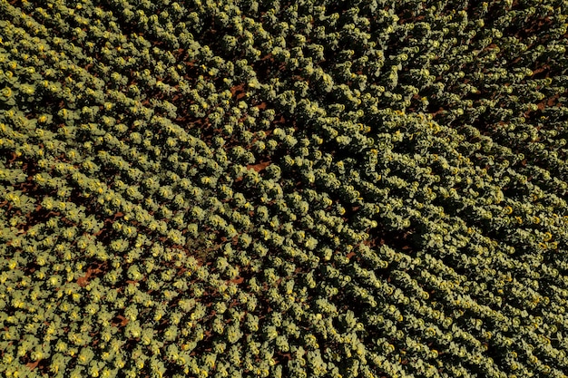 Plantação de girassol vista de cima na vista superior da manhã ensolarada