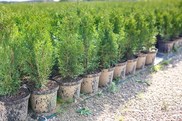 Plantação de jovens coníferas em estufa com muitas plantas