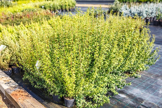 Plantação de jovens coníferas em estufa com muitas plantas