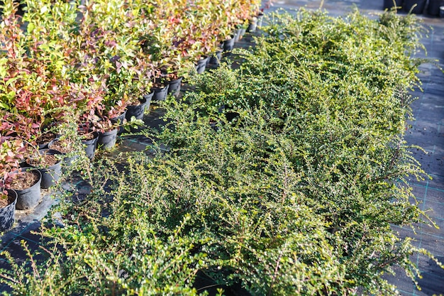 Plantação de jovens coníferas em estufa com muitas plantas