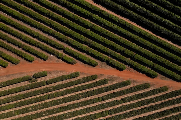 Plantação de laranja vista de cima