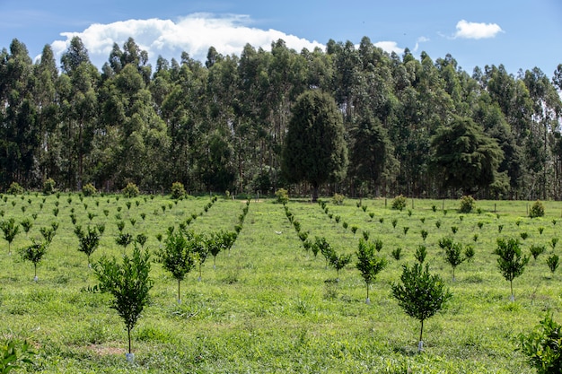 Plantação de laranjas com árvores jovens