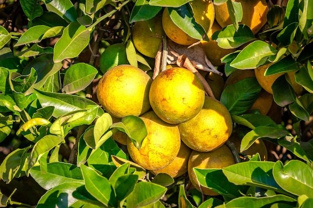 Plantação de laranjeiras em um dia ensolarado na zona rural do Brasil