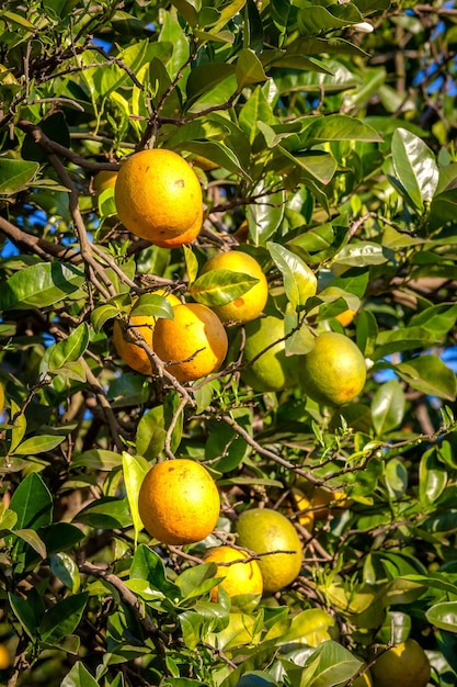 Foto plantação de laranjeiras em um dia ensolarado na zona rural do brasil