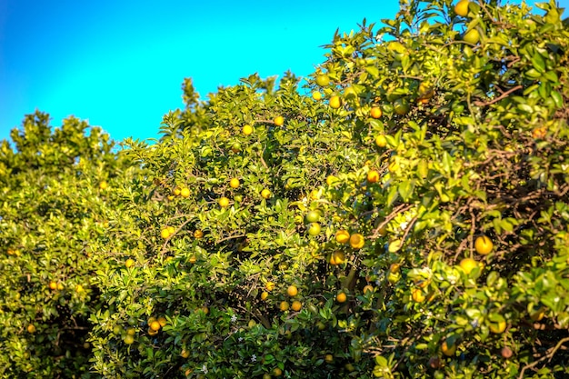 Plantação de laranjeiras em um dia ensolarado na zona rural do Brasil