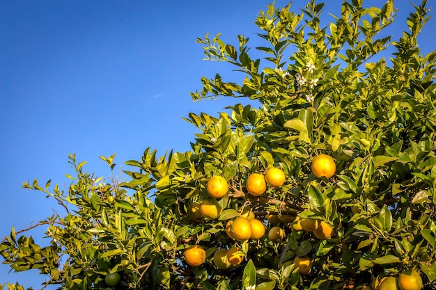 Plantação de laranjeiras em um dia ensolarado na zona rural do Brasil