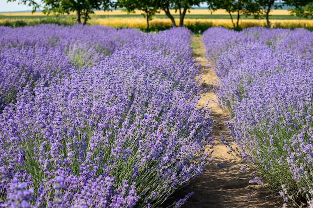 Plantação de lavanda em um campo em Provence