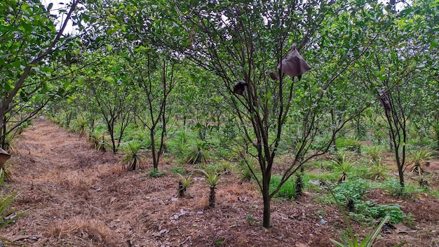 plantação de limeiras