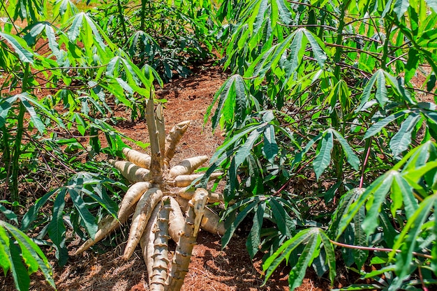 Foto plantação de mandioca na colheita do dia ensolarado