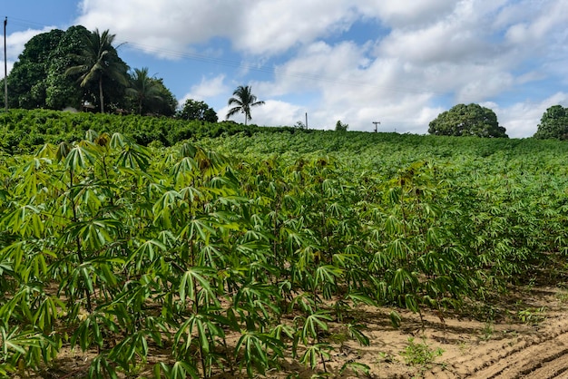 Plantação de mandioca no Conde Paraíba Brasil. agricultura brasileira.