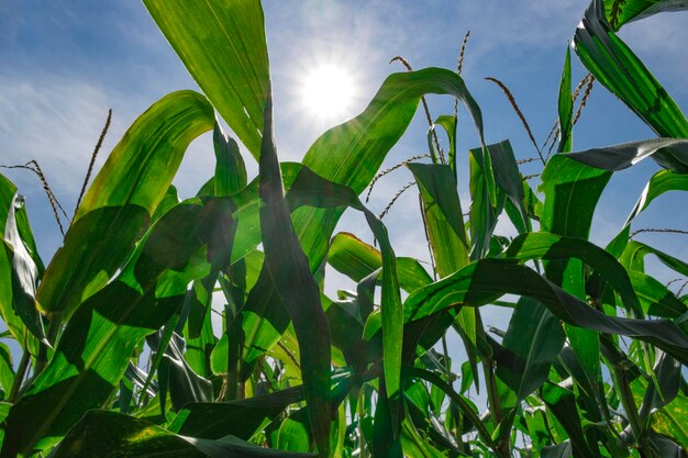 Plantação de milho de campo verde com fundo azul do céu nublado do sol