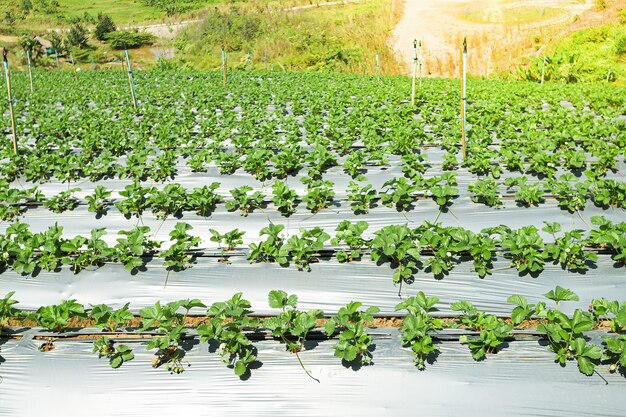 Plantação de morango em um dia ensolarado