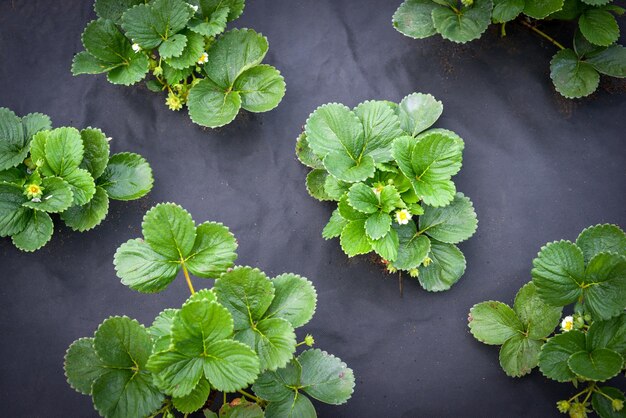 Plantação de morango