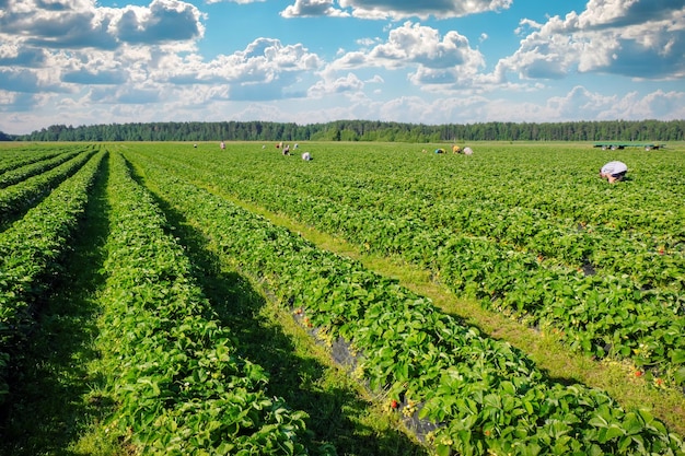 Plantação de morangos em um dia ensolarado Paisagem com pessoas de campo de morango verde e céu azul nublado