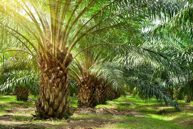 Foto plantação de óleo de palma crescendo.