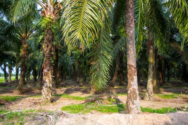 Plantação de óleo de palma