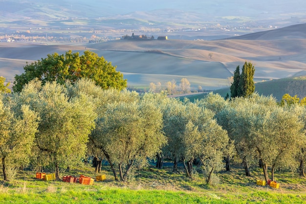 Plantação de oliveiras na época da colheita outono Linda paisagem agrícola Cultura mediterrânea Europa