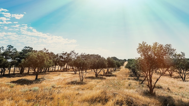 Plantação de oliveiras