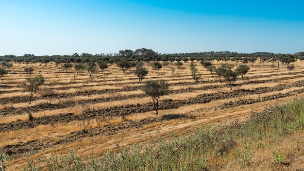 Plantação de oliveiras