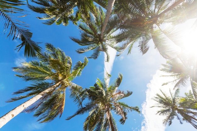 Plantação de palmeiras em ilha tropical