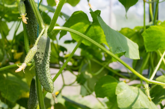 Plantação de pepino com efeito de estufa, conceito de jardim.