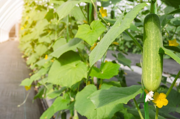 Plantação de pepino com sua colheita verde