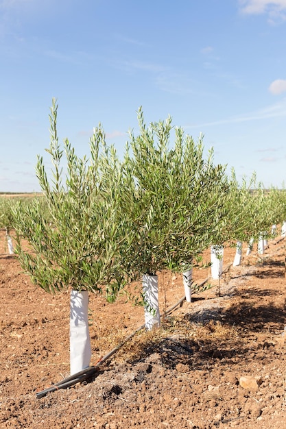 Plantação de pequenas oliveiras