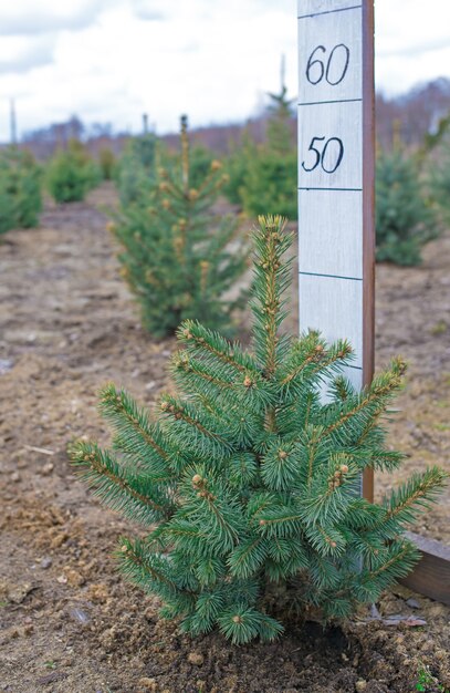 Plantação de pinheiros verdes jovens, cultivo de pinheiros nordmann e outros abetos, régua para determinar a altura das coníferas
