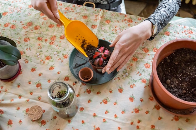 Foto plantação de plantas de casa