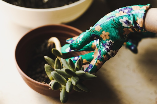 Plantação de plantas na primavera