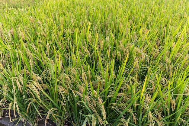 Plantação de prados de arroz