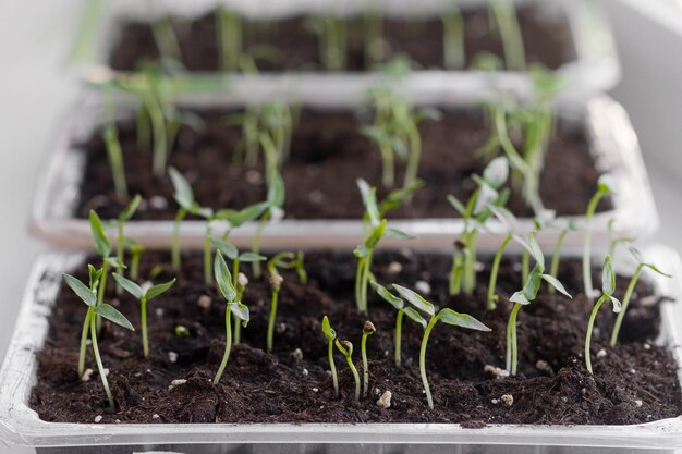 Plantação de primavera Arbustos germinados de pimenta jovem Pequena muda em solo preto