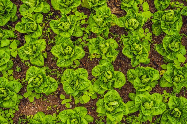 Plantação de salada de alface Butterhead, folhas vegetais orgânicas verdes