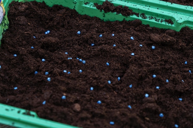 Plantação de sementes em recipientes de plástico