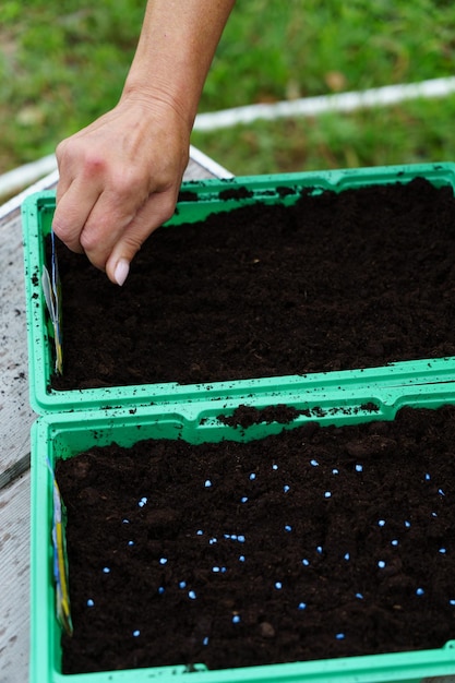 Plantação de sementes em recipientes de plástico