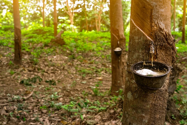 Plantação de seringueira. batida de borracha no jardim da seringueira em tailândia. látex natural extraído da seringueira. coleta de látex em copo plástico. matéria-prima em látex.