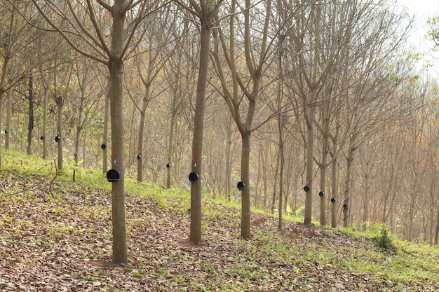 Plantação de seringueira no outono