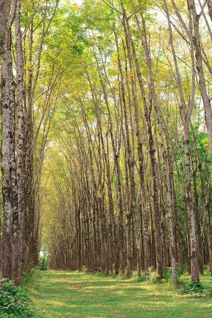 Plantação de seringueira