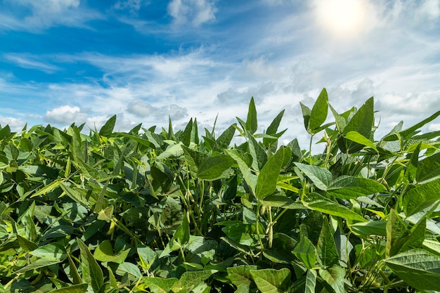 Plantação de soja agrícola em dia de sol