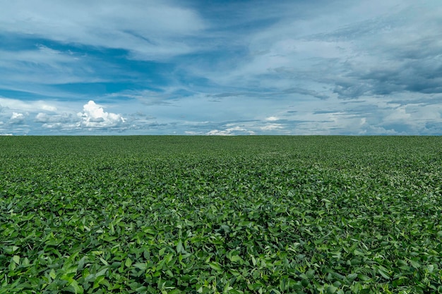 Plantação de soja agrícola no céu azul - planta de soja verde crescente contra a luz solar.