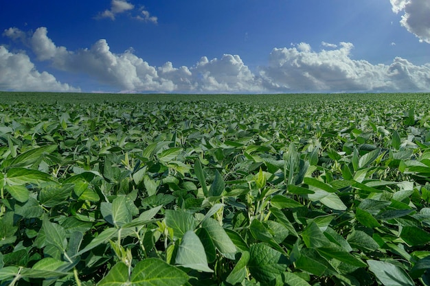 Plantação de soja agrícola no céu azul - planta de soja verde crescente contra a luz solar.