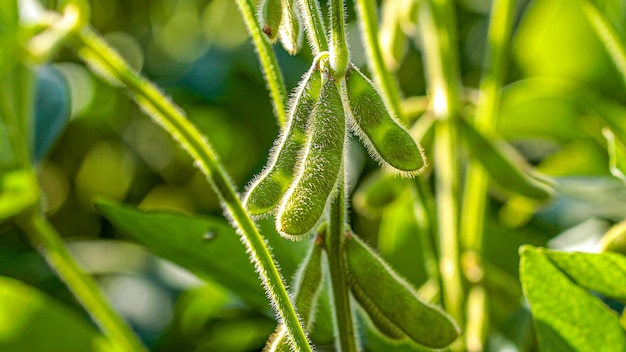 Plantação de soja com céu no horizonte e detalhes macro