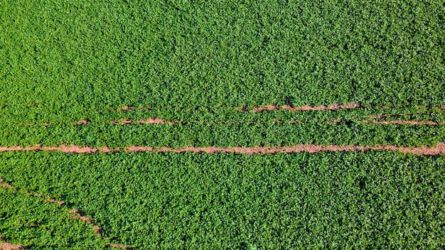 plantação de soja no Brasil. Campo verde com soja cultivada. Vista aérea