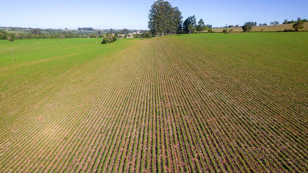 plantação de soja no Brasil. Campo verde com soja cultivada. Vista aérea