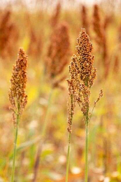 Plantação de sorgo