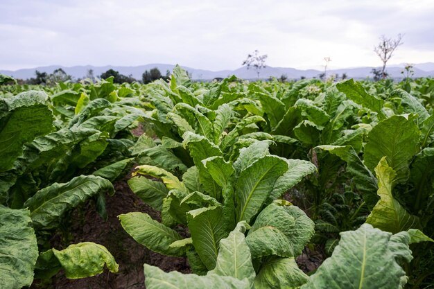 Plantação de tabaco Campo de tabaco