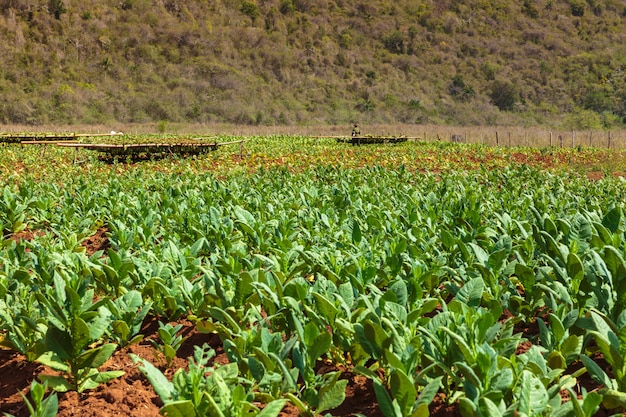 Plantação de tabaco