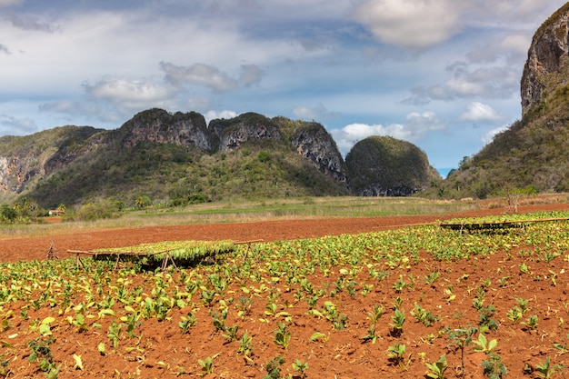 Plantação de tabaco