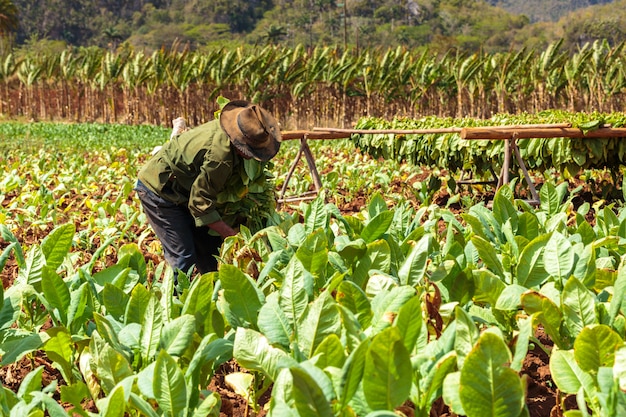 Plantação de tabaco